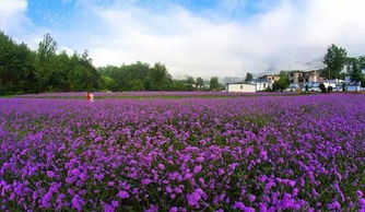 為什么要大力發展休閑農業和鄉村旅游