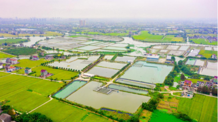 浙江平湖打造種子種苗產業鏈,助力農業高質量發展