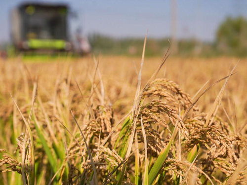 認養農業,將成為農旅項目多元化發展的重要一環