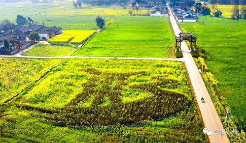 農(nóng)業(yè) 文創(chuàng) 旅游 ,這個(gè)村迎來(lái)大發(fā)展