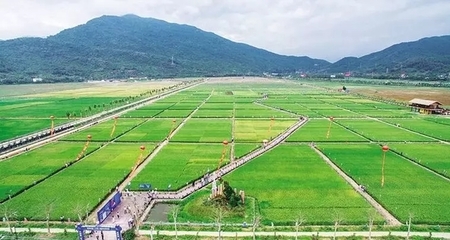 九年!海南這個地方從濱海漁村如何變成國際灣區?