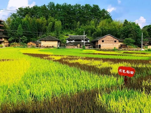 大安這片彩色水稻太神奇了 你去過(guò)嗎