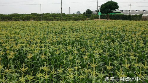 省級(jí)休閑農(nóng)業(yè)與鄉(xiāng)村旅游示范點(diǎn),湛江四個(gè)候選 你去過(guò)嗎