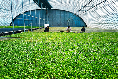 長子縣鉚足勁多產糧、產好糧