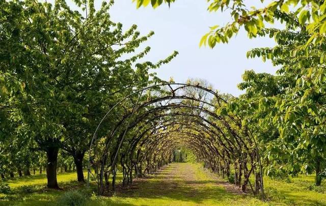 園林評論 | 品種漫談:論經濟苗木的應用及市場前景