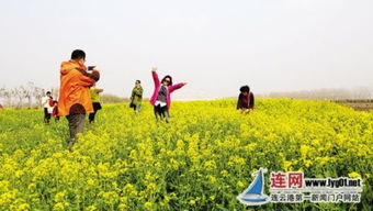 連云港云臺農(nóng)場發(fā)展生態(tài)游 油菜花開醉游人