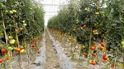 隴川農(nóng)信社:扶持&ldquo;三農(nóng)&rdquo;企業(yè)助力脫貧攻堅