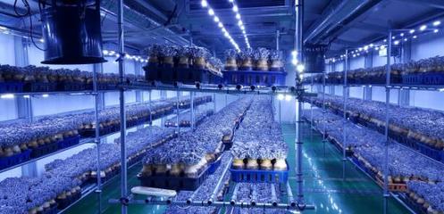 韓國(guó):韓國(guó)京畿道農(nóng)業(yè)技術(shù)研究所開(kāi)發(fā)平菇新品種