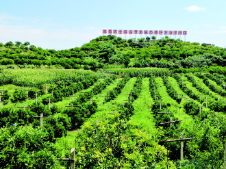 85%規(guī)模化種植,忠縣柑橘大有&ldquo;大招&rdquo;