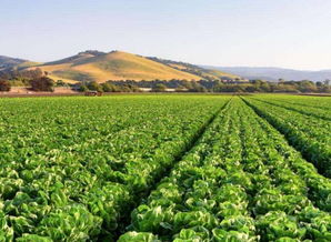 鄉(xiāng)村旅游 農(nóng)業(yè)眾籌 大潮已去,發(fā)展模式探索任重道遠(yuǎn)