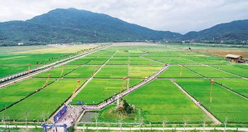 從濱海漁村到國際灣區 海南九年蛻變之路與農業旅游新篇